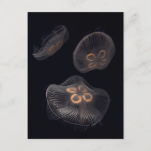 Moon Jellyfish Swimming Briefkaart