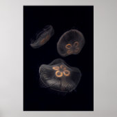 Moon Jellyfish Swimming Poster (Voorkant)