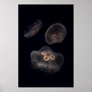 Moon Jellyfish Swimming Poster