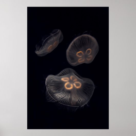 Moon Jellyfish Swimming Poster (Voorkant)