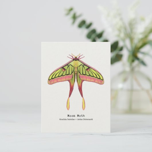 Moon moth briefkaart (Staand voorkant)