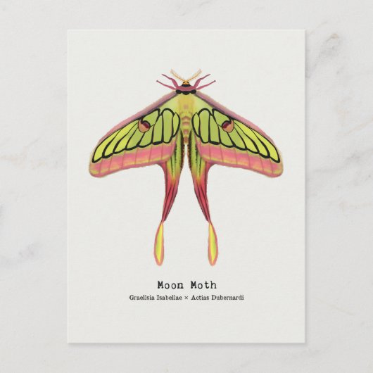 Moon moth briefkaart (Voorkant)