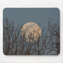 Moon Rising boven de bomen