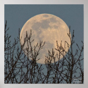 Moon Rising boven de bomen Poster