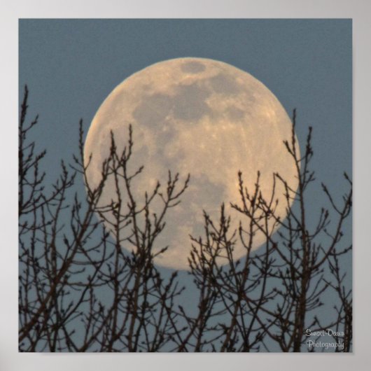 Moon Rising boven de bomen Poster (Voorkant)