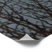 Moon Rising boven het Poster Trees (Hoek)