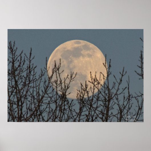 Moon Rising boven het Poster Trees (Voorkant)