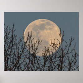 Moon Rising boven het Poster Trees