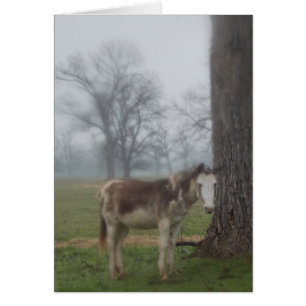 Moon River Ranch III