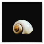 Moon Shell Foto Afdruk (Voorkant)