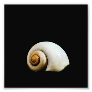 Moon Shell Foto Afdruk