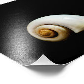 Moon Shell Foto Afdruk (Hoek)