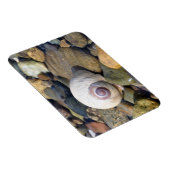 Moon Shell op Hood Canal Magneet (Rechterzijde)
