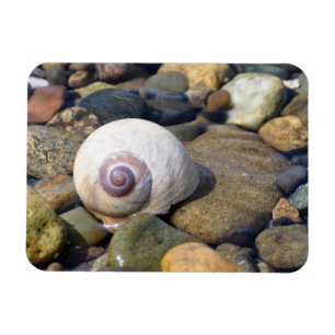 Moon Shell op Hood Canal Magneet