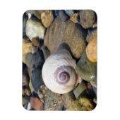 Moon Shell op Hood Canal Magneet (Verticaal)