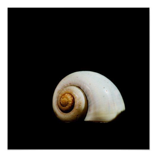 Moon Shell Perfect Poster (Voorkant)