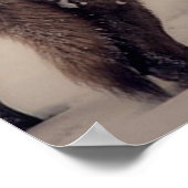 Moon Wolf. Poster (Hoek)