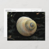 Moon Zee Snail-slak, Unalaska Island Briefkaart (Voorkant / Achterkant)