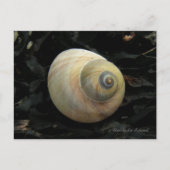 Moon Zee Snail-slak, Unalaska Island Briefkaart (Voorkant)