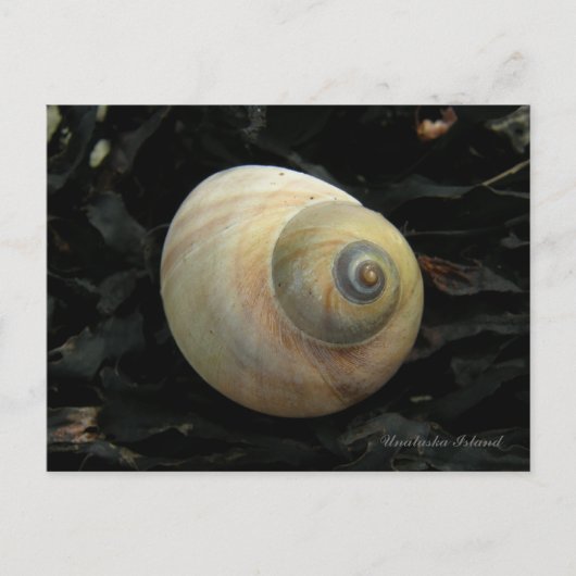 Moon Zee Snail-slak, Unalaska Island Briefkaart (Voorkant)