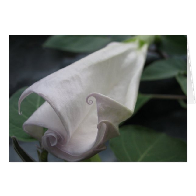 Moonflower (Voorkant Horizontaal)
