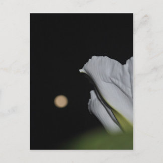 Moonflower-kaart Briefkaart