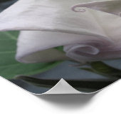 Moonflower Poster (Hoek)