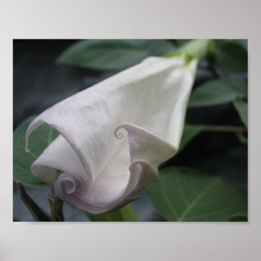 Moonflower Poster (Voorkant)