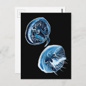 MoonJellyfish waterverf art Briefkaart (Voorkant / Achterkant)