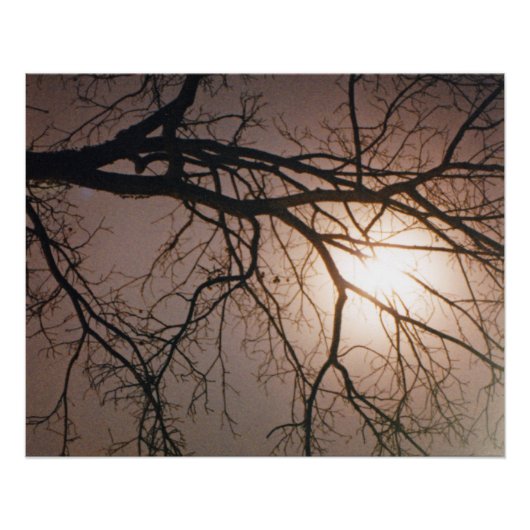 Moonlight Dream Poster (Voorkant)