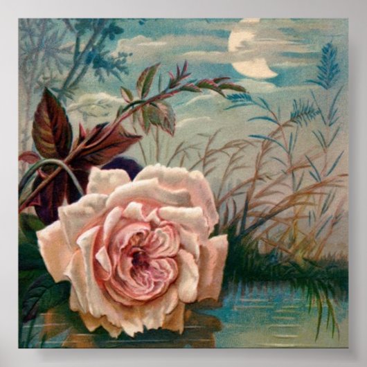 Moonlight Roos Serenade Poster (Voorkant)