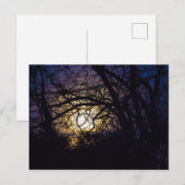 Moonlit Trees, Ohio Briefkaart (Voorkant / Achterkant)