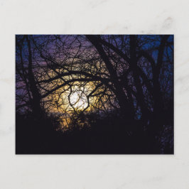 Moonlit Trees, Ohio Briefkaart