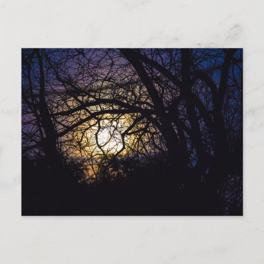 Moonlit Trees, Ohio Briefkaart (Voorkant)