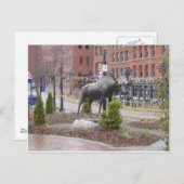 Mooooose. St. John, NB Briefkaart (Voorkant / Achterkant)