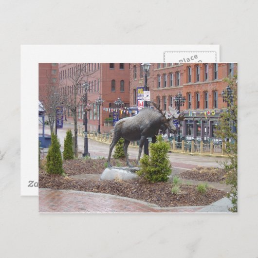 Mooooose. St. John, NB Briefkaart (Voorkant / Achterkant)