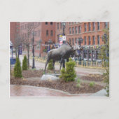 Mooooose. St. John, NB Briefkaart (Voorkant)