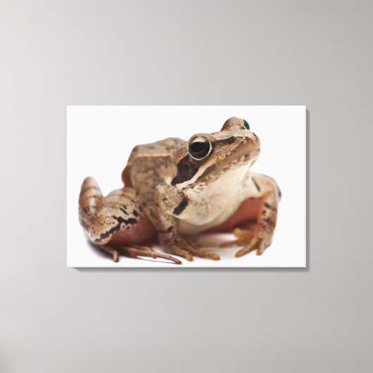 Moor Frog - Rana arvalis Canvas Afdruk (Voorkant)