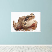 Moor Frog - Rana arvalis Canvas Afdruk (Insitu (Houten vloer))