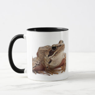 Moor Frog - Rana arvalis Mok