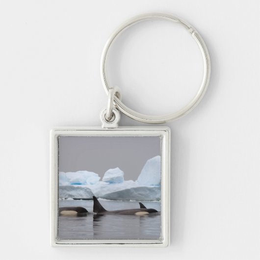 moordwalvissen (orka's), Orcinus orca, groep Sleutelhanger (Voorkant)