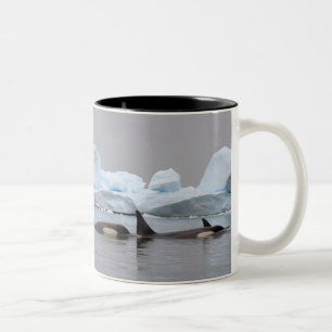 moordwalvissen (orka's), Orcinus orca, groep Tweekleurige Koffiemok