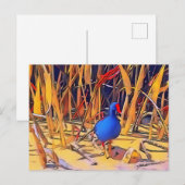 Moorhen Briefkaart (Voorkant / Achterkant)