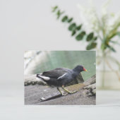 Moorhen Briefkaart (Staand voorkant)
