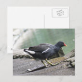 Moorhen Briefkaart (Voorkant / Achterkant)