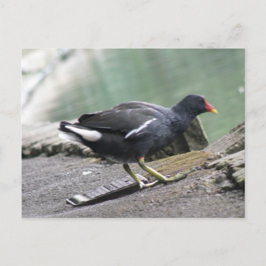 Moorhen Briefkaart (Voorkant)