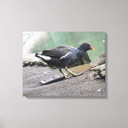 Moorhen Canvas afdrukken (Voorkant)