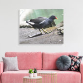 Moorhen Canvas afdrukken (Insitu (Woonkamer))