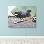 Moorhen Canvas afdrukken (Insitu (Houten vloer))