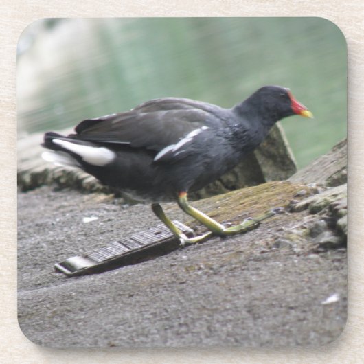 Moorhen Cork Onderzetter (Voorkant)